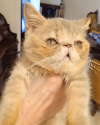 Gatti Persiani exotic shorthair
