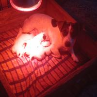 Cuccioli di jack Russell