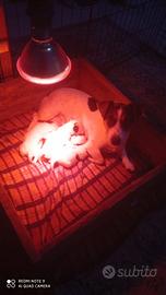 Cuccioli di jack Russell