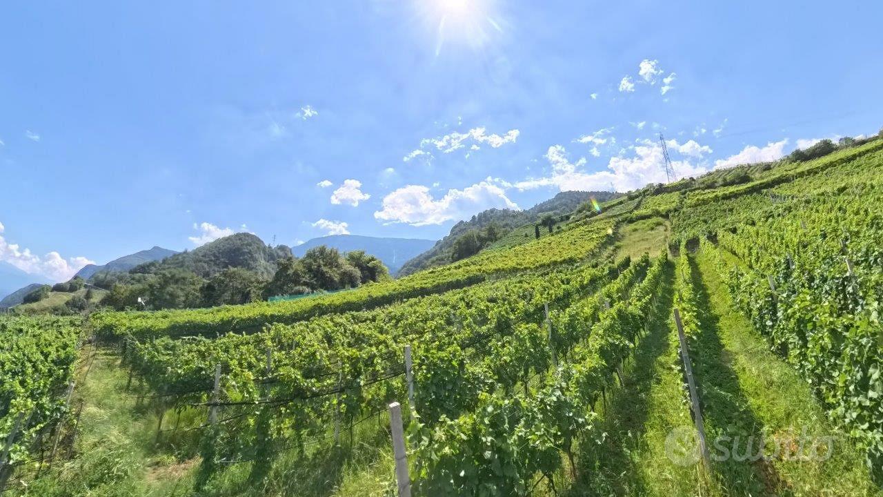 Vigneto nei dintorni di Prissiano - Vista 4