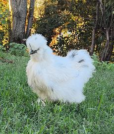 Moroseta Galli Galline