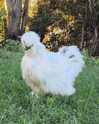 Moroseta Galli Galline