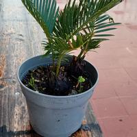 cycas revoluta 