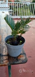 cycas revoluta 