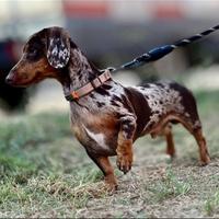 Bassotto Nano maschio per monta - Sardegna