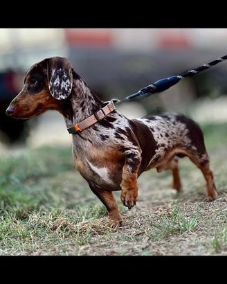 Bassotto Nano maschio per monta - Sardegna
