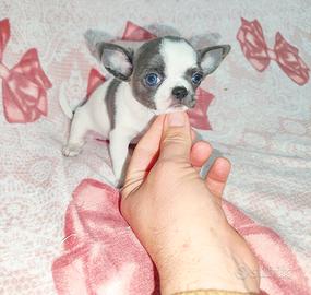 Cucciola di chihuahua con pedigree