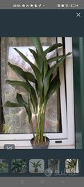 pianta  aspidistra 