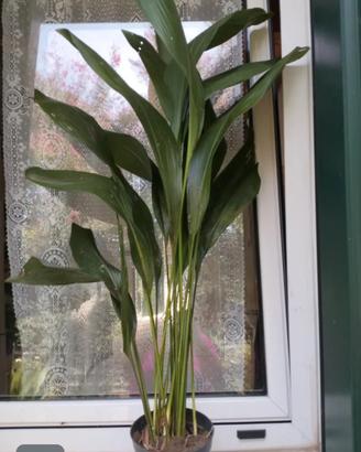 pianta  aspidistra 