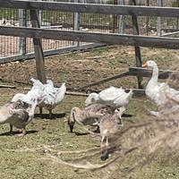 Oche cignoidi e romagnole