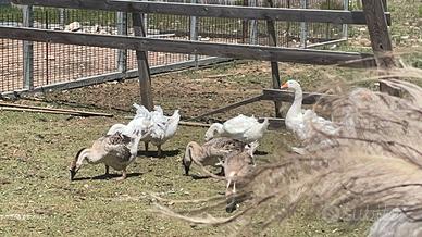 Oche cignoidi e romagnole