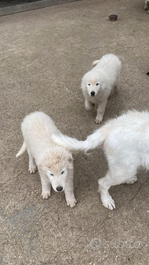 Pastore maremmano abruzzese - Animali In regalo a Bari