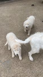 Pastore maremmano abruzzese