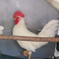 Gallo livornese