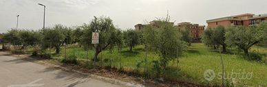 PIANTA D'OLIVO 