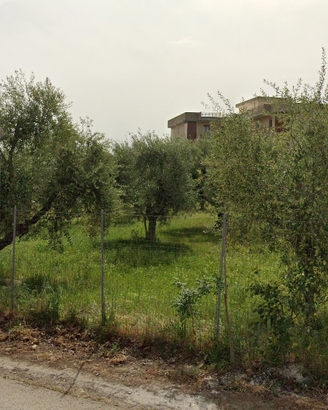 PIANTA D'OLIVO 