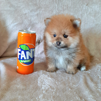 Splendidi cuccioli di Spitz di Pomerania Mini Toy