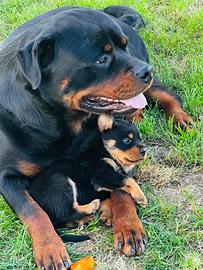 Cuccioli di Rottweiler