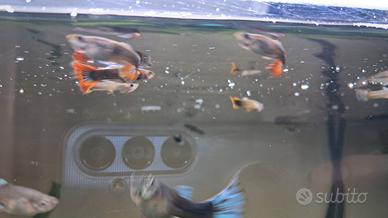 Pesci Guppy
