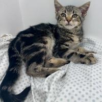 Splendido Gattino