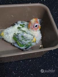 Pappagalli Conuro del Sole DA IMBECCO