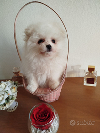 Piccoli Pomerania