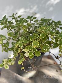 Piante