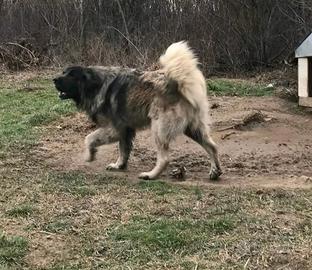 Cuccioli di pastore del Caucaso