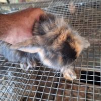 Coniglierti nani ariete