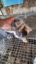 Coniglierti nani ariete