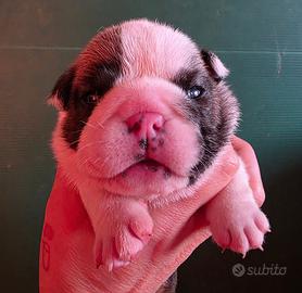 Bulldog inglese