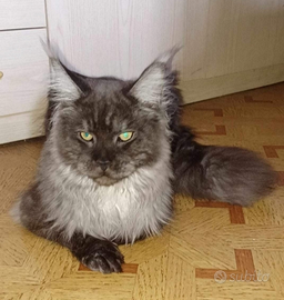 Malika Maine Coon pedigree ANFI