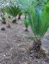 Cycas