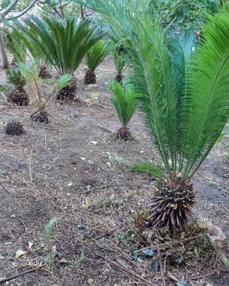 Cycas