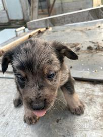 Ha solo 1 mese e mezzo