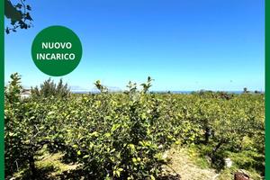 TER. AGRICOLO A BAGHERIA