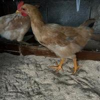 Galline