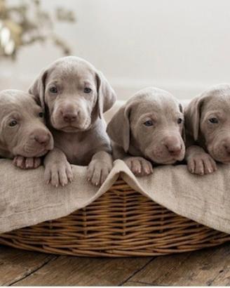Weimaraner cuccioli pubblicita' segugio