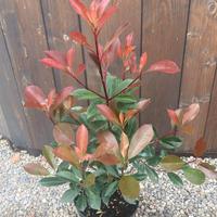 Photinia in vaso