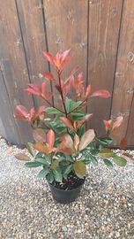 Photinia in vaso