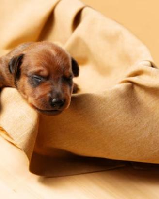 Pincher toy solo maschio