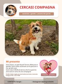Jack Russel per cucciolate