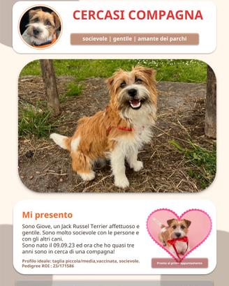 Jack Russel per cucciolate