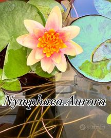 Ninfee e loti laghetti