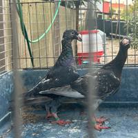 Piccioni viaggiatori tedeschi