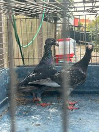 Piccioni viaggiatori tedeschi