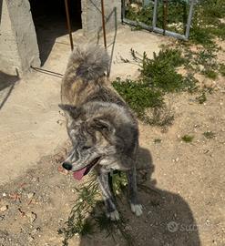 Akita inu
