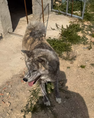 Akita inu