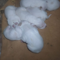 Cani da caccia sicilia