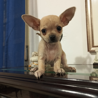 Chihuahua mini cucciolo